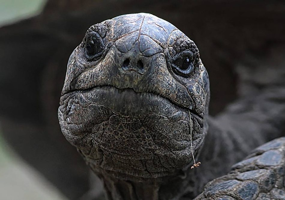 Publican  una secuencia genómica de alta calidad de la tortuga gigante de Seychelles