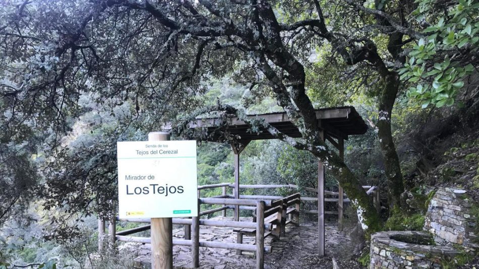 Critican que no se haya plantado ni un solo tejo en los cinco años de aprobación de su plan de recuperación en Extremadura