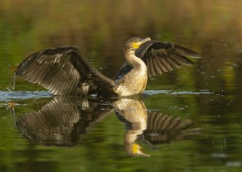 ONG ambientales exigen al Gobierno asturiano acabar con la matanza de cormoranes