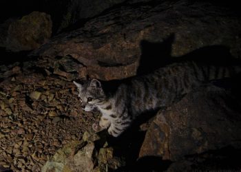 El gato ‘fantasma’ de los Andes que los científicos tratan de proteger