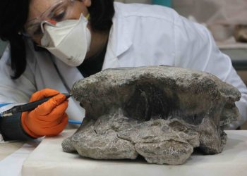 Encuentran nuevos restos fósiles de un gran saurópodo en Teruel