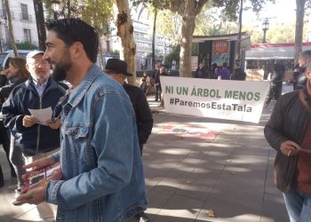 Ismael Sánchez pide al Ayuntamiento de Sevilla que se haga cargo del ficus centenario de San Jacinto