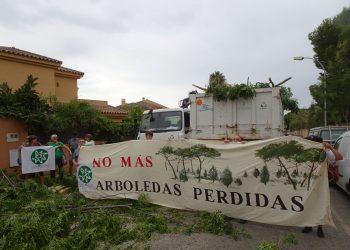 Rexeitan as tallas indiscriminadas de árbores da Universidade de Santiago