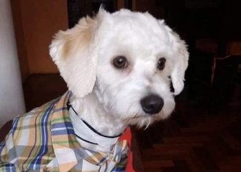 El perro Luno es finalmente deportado a Ecuador