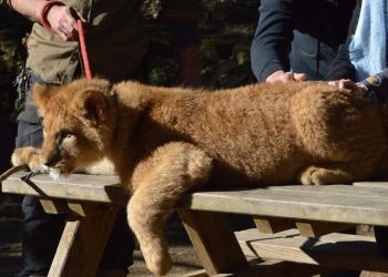 La Coalición Infozoos pide a la Junta de Andalucía una correcta aplicación de la Ley de Zoos