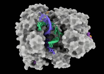 Descubierto un nuevo sistema CRISPR autodestructor