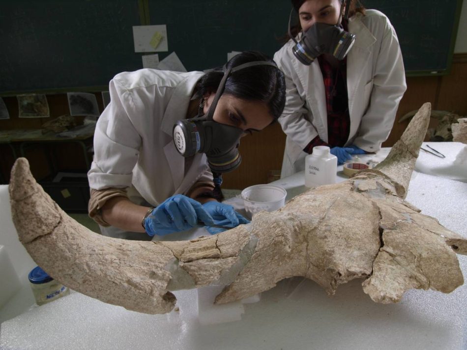 Los restos de un santuario de caza confirman que los neandertales tenían capacidad simbólica