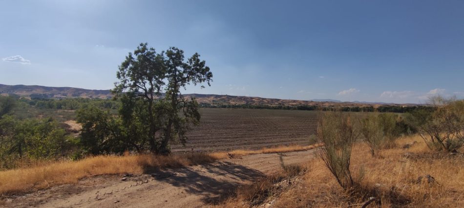 Sanción a una plantación de pistachos por arrasar el soto de ribera en Valdetorres de Jarama