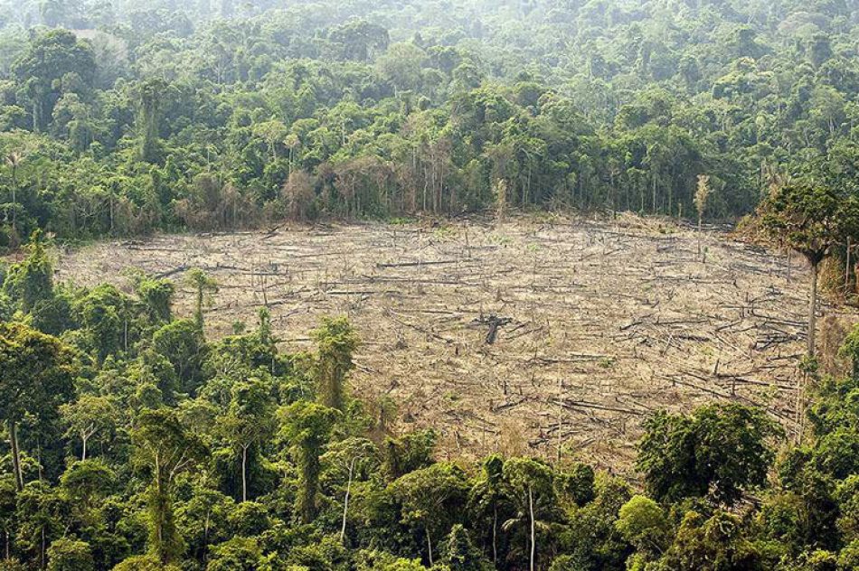 Un tercio de la selva amazónica se encuentra degradada por la actividad humana