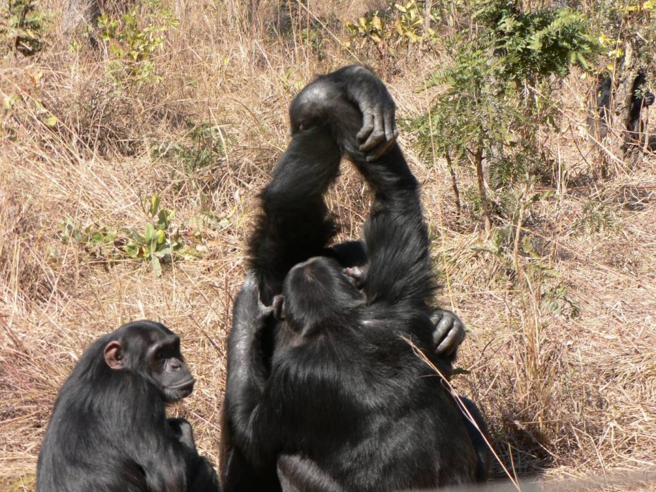 Los chimpancés también tienen ’influencers’ a los que imitan para acicalarse