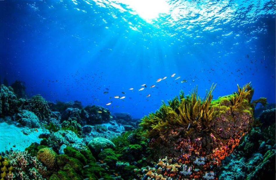 Más de 500 académicos suscriben, amparados por Naciones Unidas, una declaración en Costa Rica para la protección de los océanos