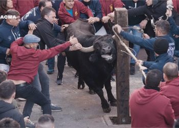 PACMA difunde vídeo de las fiestas de Sant Antoni: un toro brama desesperadamente al ser embolado en Castelló