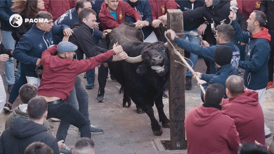 PACMA documenta el sufrimiento de 15 toros durante un “asfixiante embolado» en las fiestas de Sant Antoni en Castelló