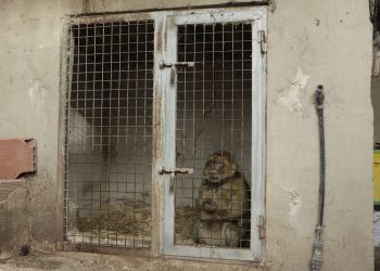 Tigres, elefantes y primates dejarán de estar permitidos en los hogares españoles