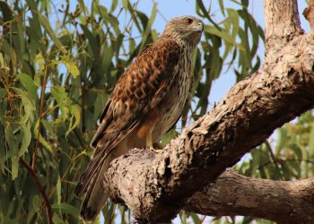 El ave más extraordinaria de Australia, a punto de desaparecer