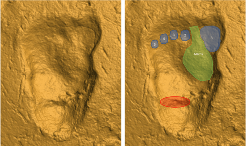 Los homininos de las huellas de Laetoli muestran un macho muy grande para su especie