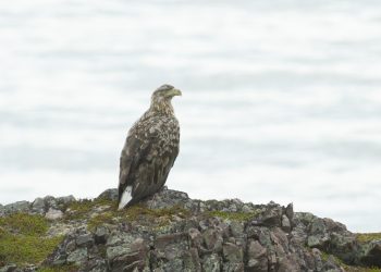 La Coordinadora Ecoloxista d’Asturies pide la retirada inmediata de los pigargos liberados en Asturias