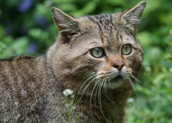 El gato montés de la península ibérica ¿en peligro de extinción?