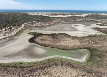 En Doñana, el matorral y el pinar han colonizado las cubetas de las lagunas