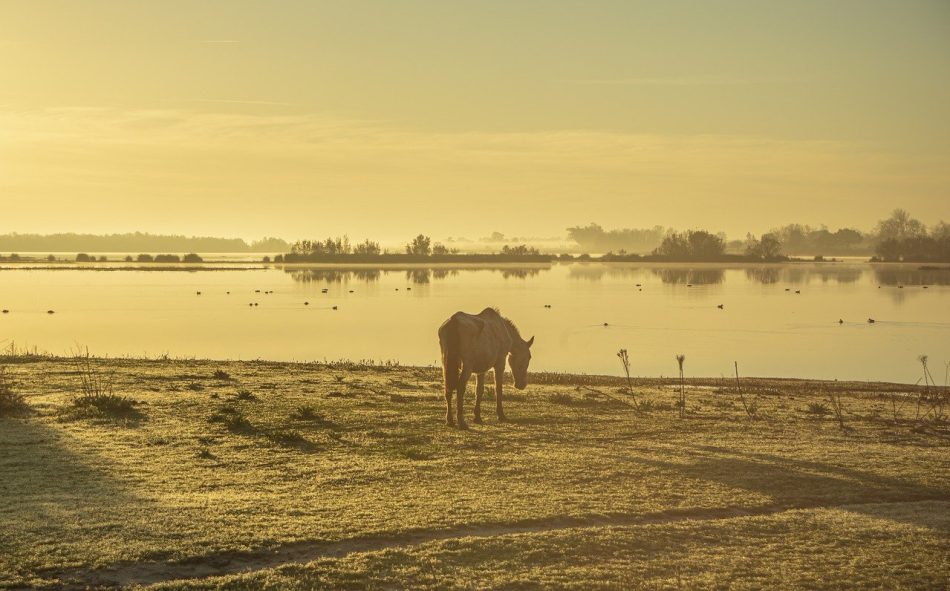 “20 medidas del Programa Marco de IU para la gestión responsable del agua” a las “políticas negacionistas del PP, con el dramático ejemplo del ecocidio de Doñana”