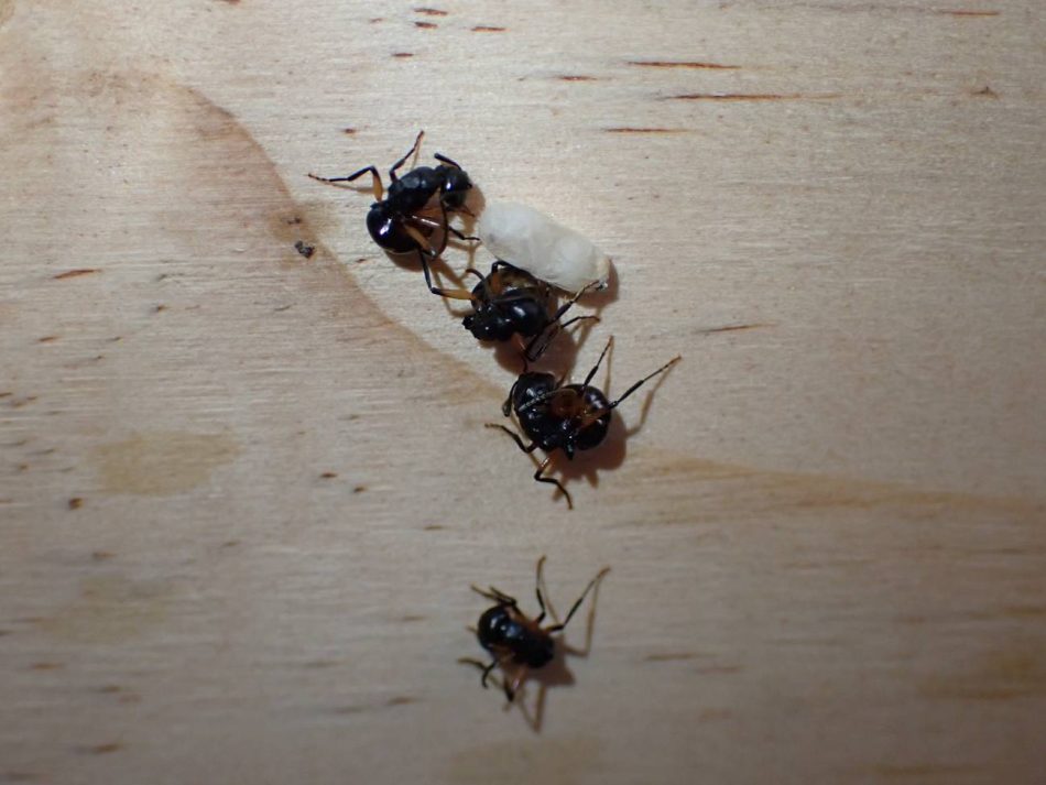 La colonia entera de estas hormigas se hace la muerta para evitar el peligro