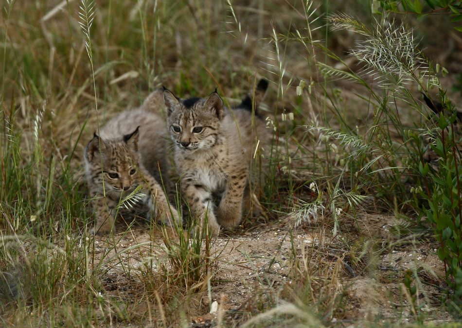 La población de linces ibéricos alcanza su máximo histórico: 1.668 ejemplares