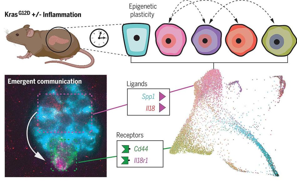 Un mapa epigenético revela las conversaciones celulares que inician el cáncer de páncreas