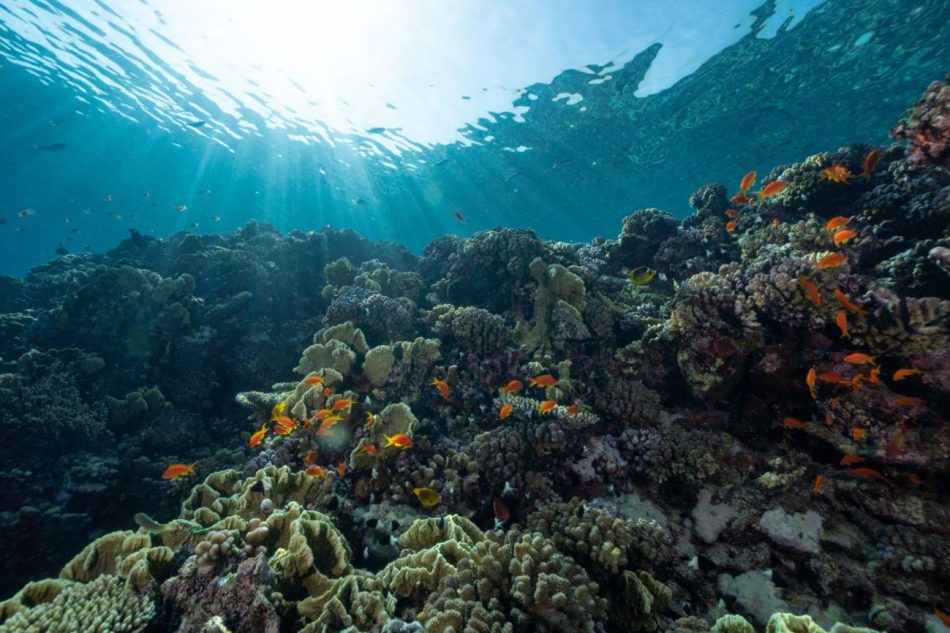 La ONU adopta un acuerdo para conservar la biodiversidad en aguas internacionales