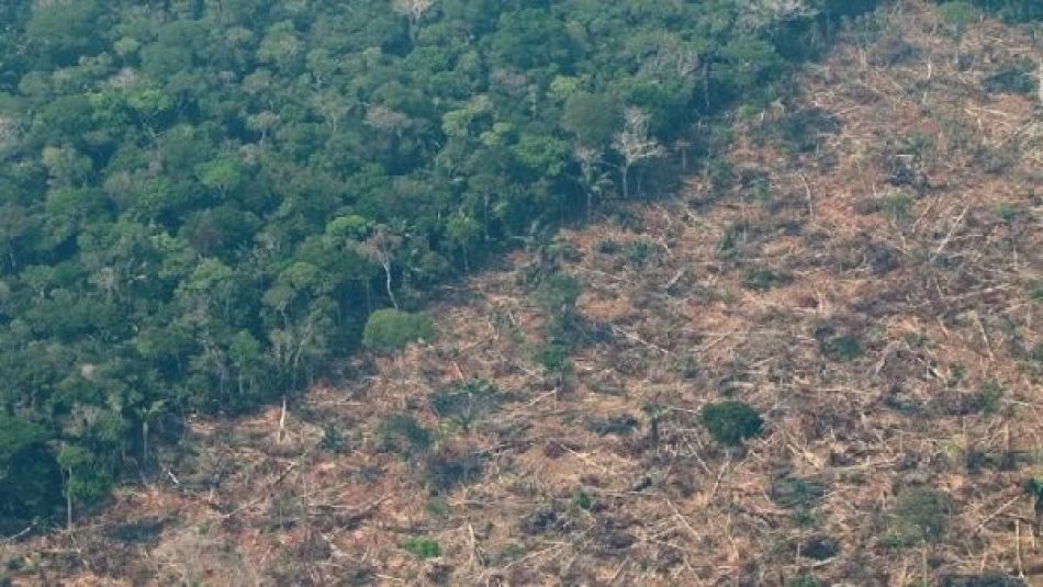 Deforestación en la Amazonía brasileña cae un 31 por ciento