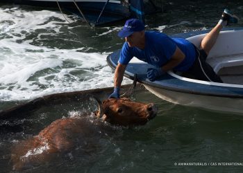 El toro ahogado en Denia es un símbolo de la crueldad taurina