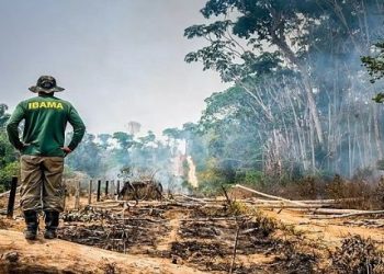 Brasil: deforestación de Amazonía cae 33,6% en primer semestre de 2023
