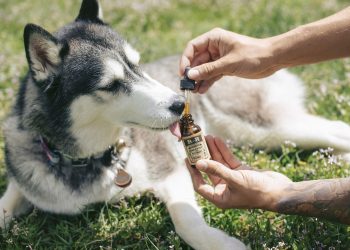 El CBD: un remedio natural para las articulaciones de perros y gatos