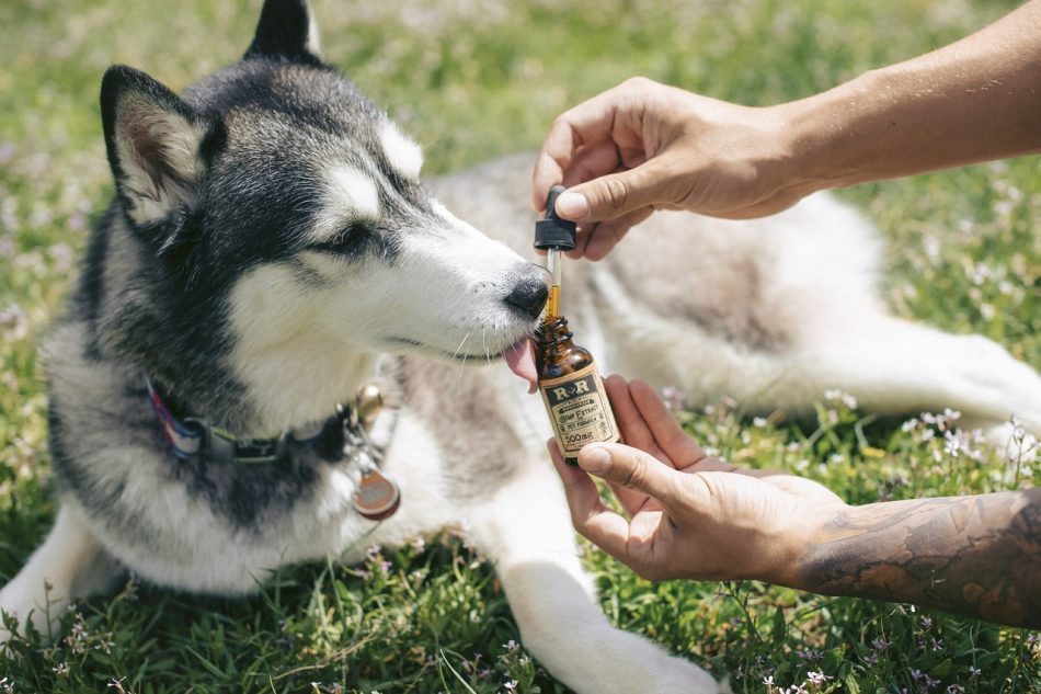 El CBD: un remedio natural para las articulaciones de perros y gatos