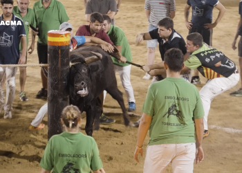 PACMA documenta cómo un toro cae al suelo tras chocar contra un pilón en un concurso de emboladores en Oropesa del Mar