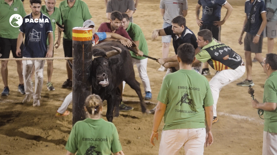 PACMA documenta cómo un toro cae al suelo tras chocar contra un pilón en un concurso de emboladores en Oropesa del Mar