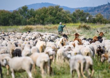 Un rebaño de ovejas verdes para cuidar y regenerar la naturaleza