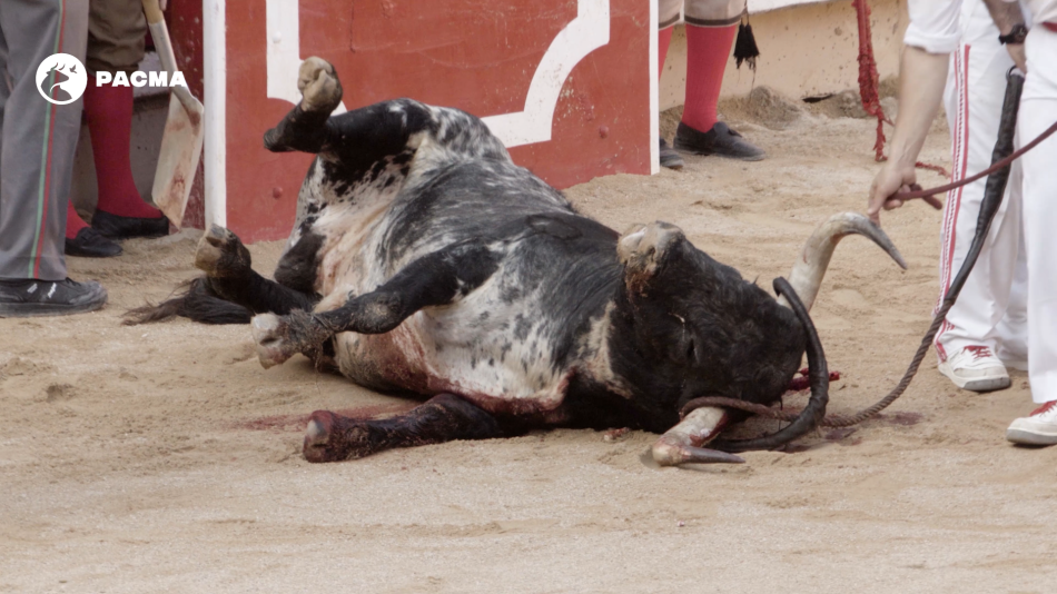 Los últimos minutos de agonía de un toro en San Fermín