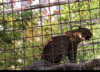 PACMA entra en el zoo de Barcelona para reclamar su reconversión