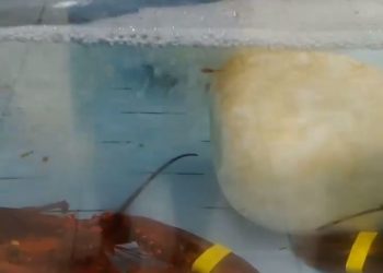 Especismo: El terrible sufrimiento de los crustáceos vendidos vivos