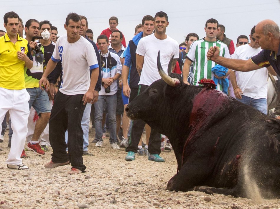 El recurso de PACMA deja a Tordesillas sin Torneo del Toro de la Vega un año más