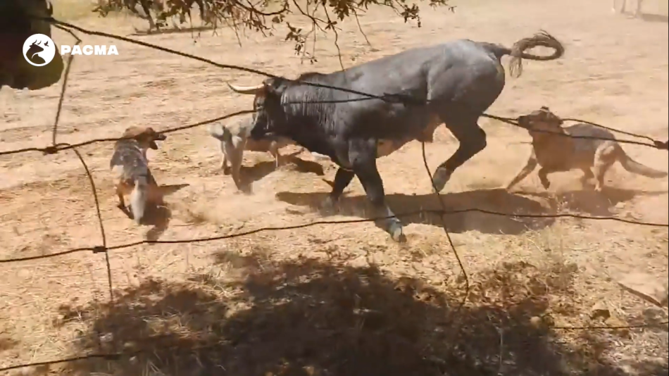 Un encierro surrealista en el campo de Guadalajara: jinetes, todoterrenos, perros y niños persiguen a un toro campo abajo