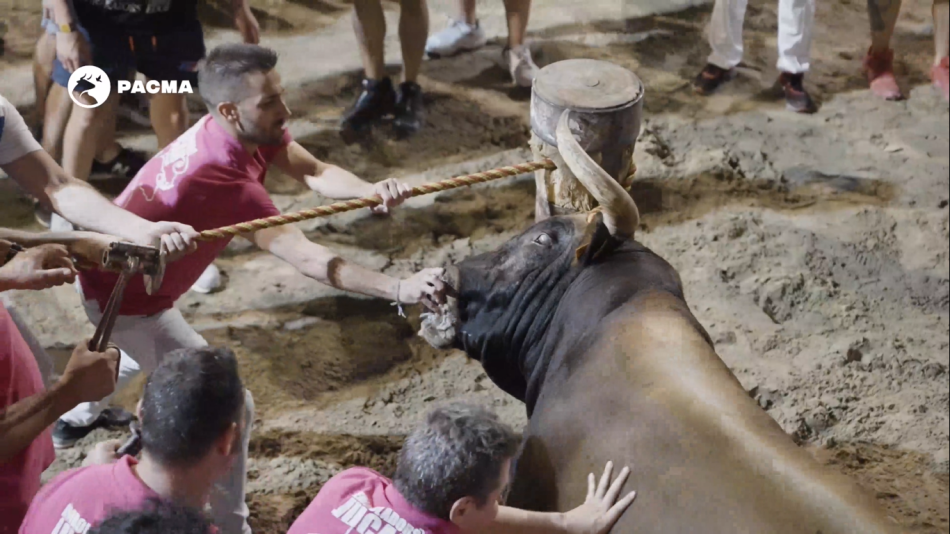 Un toro herido es embolado en una exhibición en el Grau de Castelló