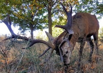 Ecologistas en Acción Zamora solicita otro modelo de gestión del ciervo en la Sierra de la Culebra durante la berrea