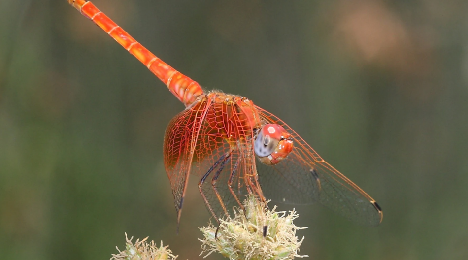 El cambio climático impulsa las invasiones de insectos