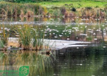 Ecologistas en Acción denuncia una nueva mortandad de peces en el estero Domingo Rubio