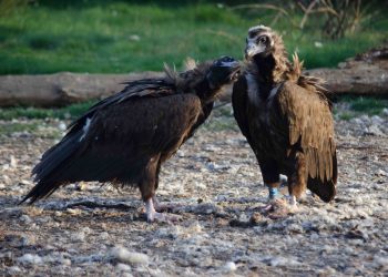 Los buitres negros reintroducidos en la Sierra de la Demanda superan el centenar