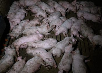 Terribles imágenes de la realidad que esconde la industria porcina
