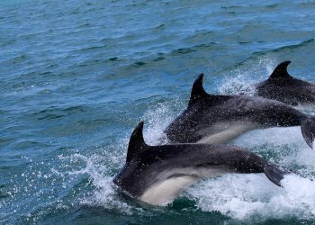 La mejor playa para ver delfines está en Tenerife