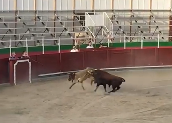 Arden las redes: PACMA publica un vídeo de un toro embistiendo a cabestros en una actividad infantil