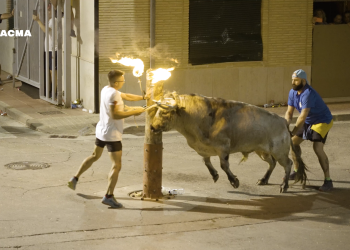 PACMA documenta el embolado de un toro en «shock» en Puzol: «fue sometido a un estrés excepcional»